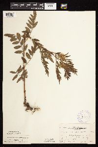 Glycyrrhiza lepidota image