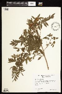 Glycyrrhiza lepidota image
