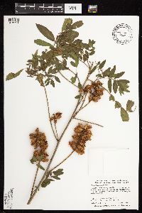 Glycyrrhiza lepidota image