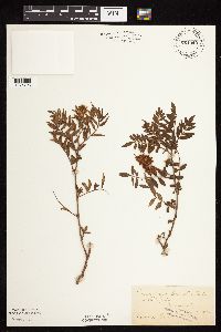 Glycyrrhiza lepidota image
