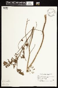 Glycyrrhiza lepidota image