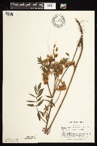 Glycyrrhiza lepidota image