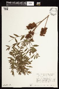 Glycyrrhiza lepidota image