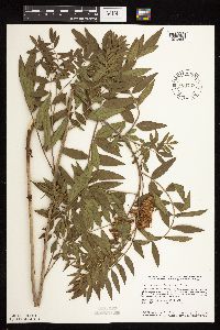 Glycyrrhiza lepidota image