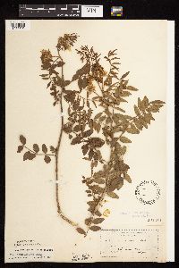 Glycyrrhiza lepidota image