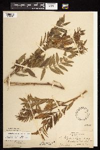 Glycyrrhiza lepidota image