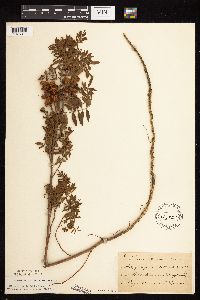 Glycyrrhiza lepidota image