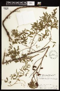 Glycyrrhiza lepidota image