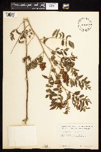 Glycyrrhiza lepidota image