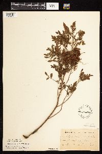 Glycyrrhiza lepidota image