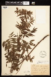 Glycyrrhiza lepidota image