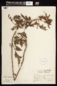 Glycyrrhiza lepidota image