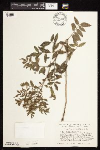 Glycyrrhiza lepidota image