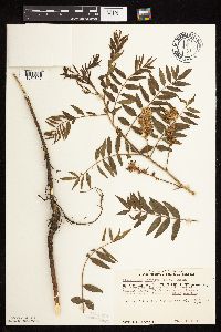 Glycyrrhiza lepidota image