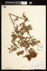 Glycyrrhiza lepidota image
