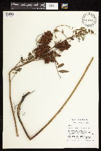 Glycyrrhiza lepidota image