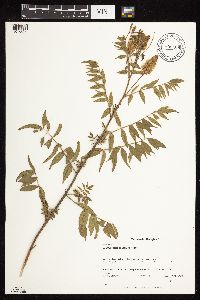 Glycyrrhiza lepidota image