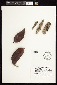 Gymnocladus dioicus image