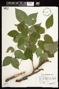 Gymnocladus dioicus image