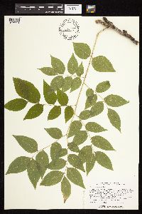 Gymnocladus dioicus image