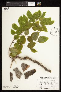 Gymnocladus dioicus image