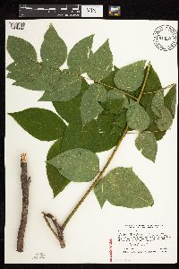 Gymnocladus dioicus image