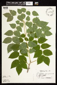 Gymnocladus dioicus image