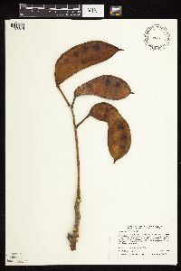 Gymnocladus dioicus image