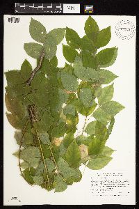 Gymnocladus dioicus image