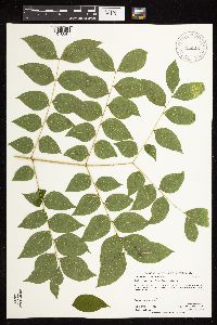 Gymnocladus dioicus image