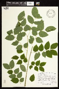 Gymnocladus dioicus image