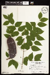 Gymnocladus dioicus image