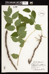 Gymnocladus dioicus image