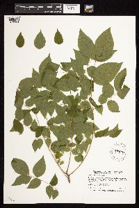 Gymnocladus dioicus image