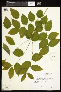 Gymnocladus dioicus image