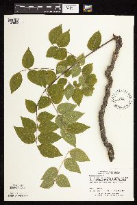 Gymnocladus dioicus image