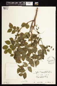 Gymnocladus dioicus image