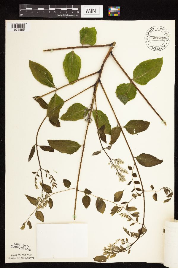 Gymnocladus dioicus image