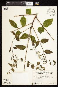 Gymnocladus dioicus image