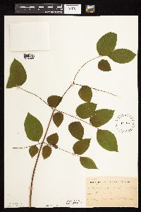 Gymnocladus dioicus image