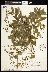 Gymnocladus dioicus image