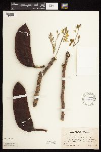 Gymnocladus dioicus image