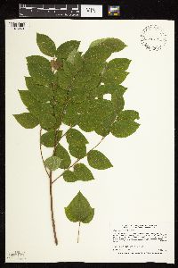 Gymnocladus dioicus image