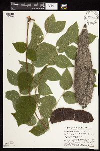 Gymnocladus dioicus image
