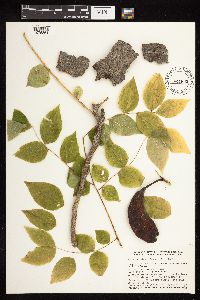 Gymnocladus dioicus image