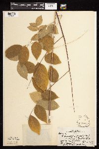 Gymnocladus dioicus image