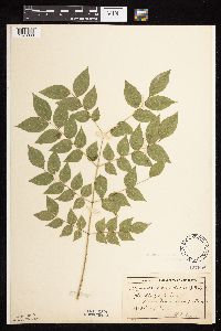 Gymnocladus dioicus image