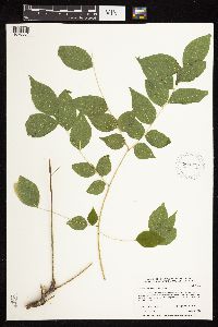 Gymnocladus dioicus image