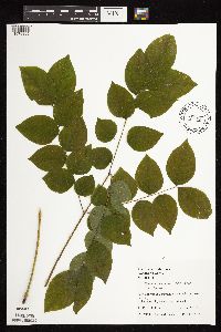 Gymnocladus dioicus image