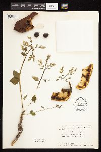 Gymnocladus dioicus image